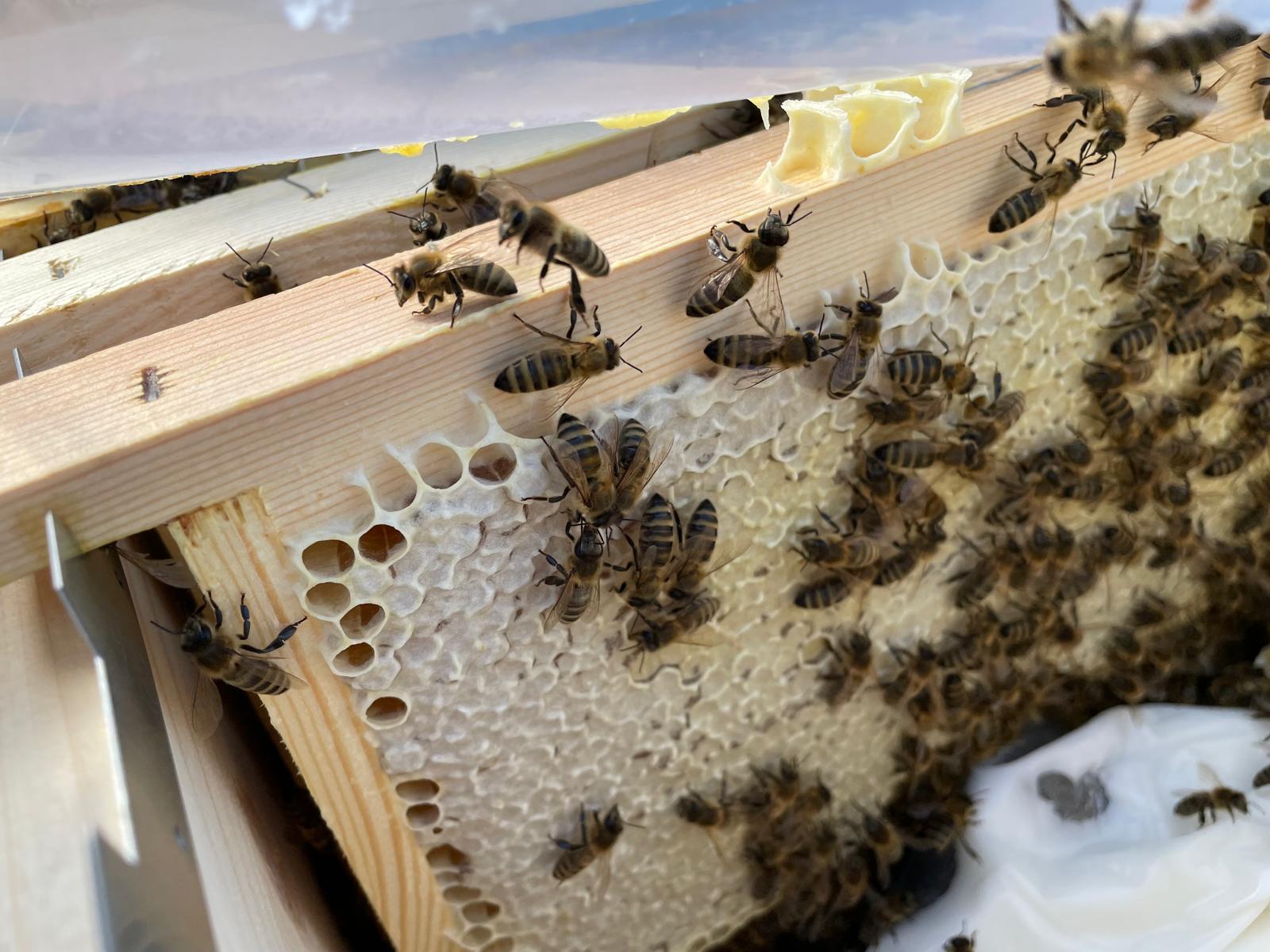 Honeycombs